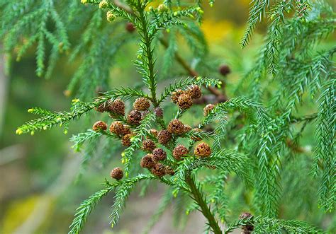 杉 種類|スギ（杉）とは｜育て方がわかる植物図鑑｜みんなの 